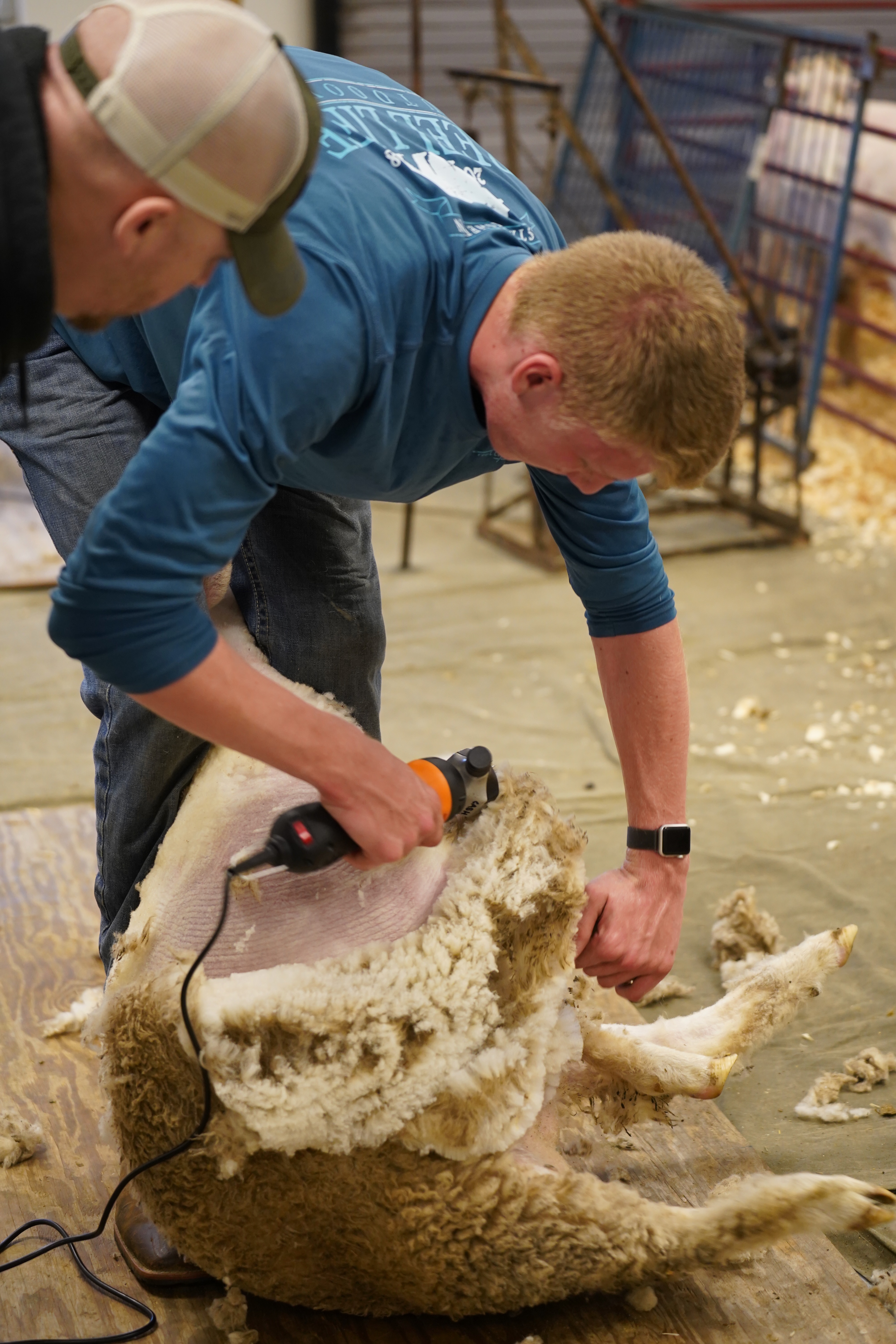 sheep-shearing-school-3.jpeg