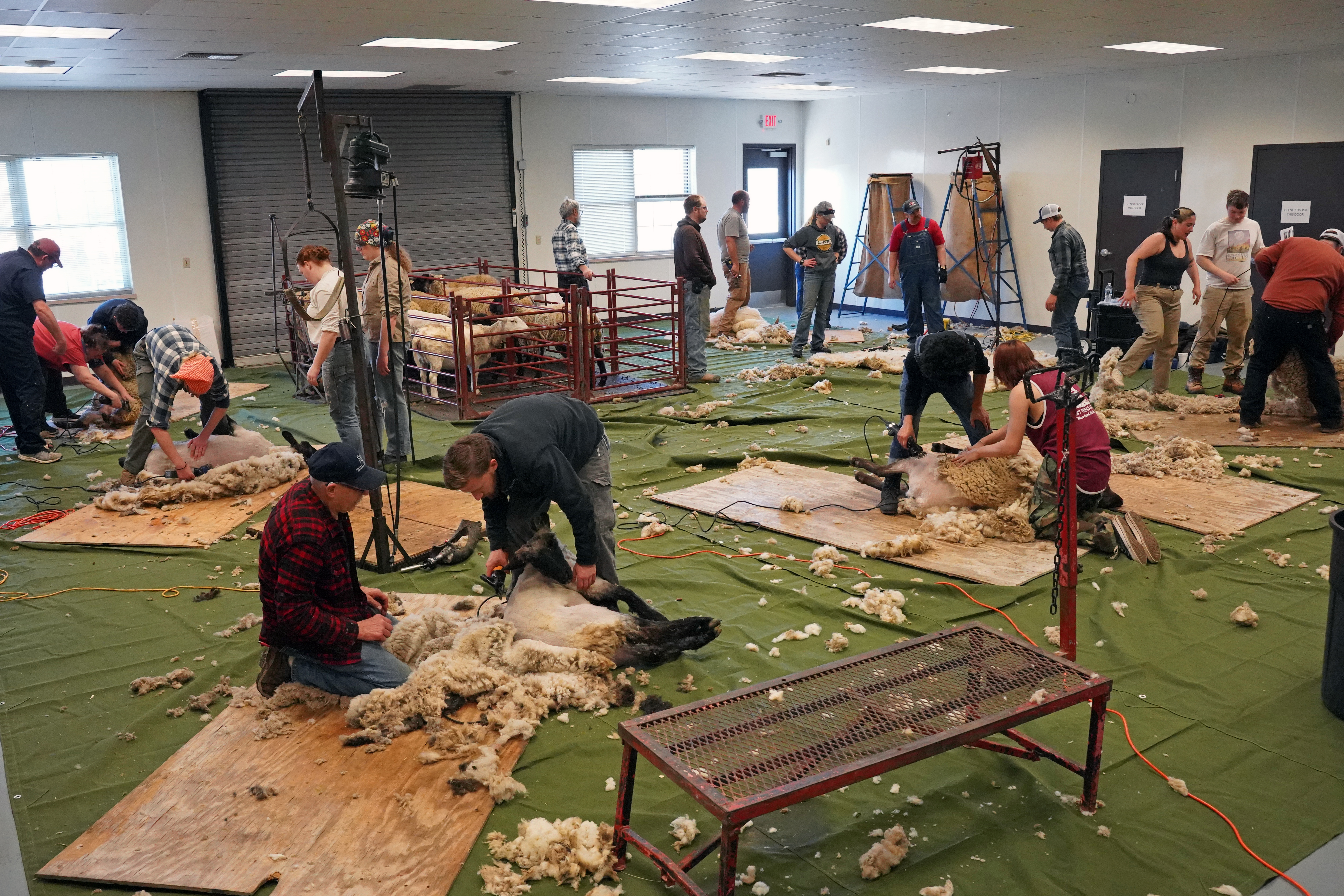 Participants and instructors actively shear sheep at Lincoln University’s Sheep Shearing School, practicing techniques in a hands-on setting.