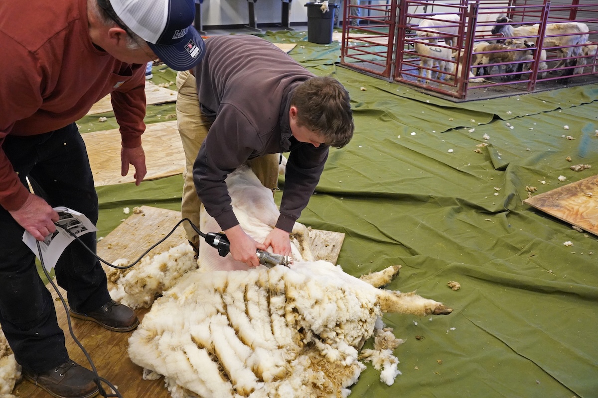 Lead instructor Guy Frazier teaches sheep shearing techniques to participants during Lincoln University’s training event.