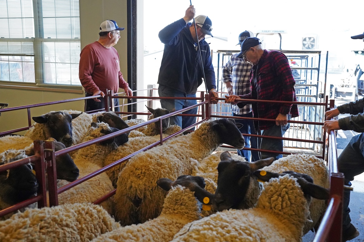 Sheep are assembled for Lincoln University’s Sheep Shearing School as participants prepare to practice shearing under expert instruction.
