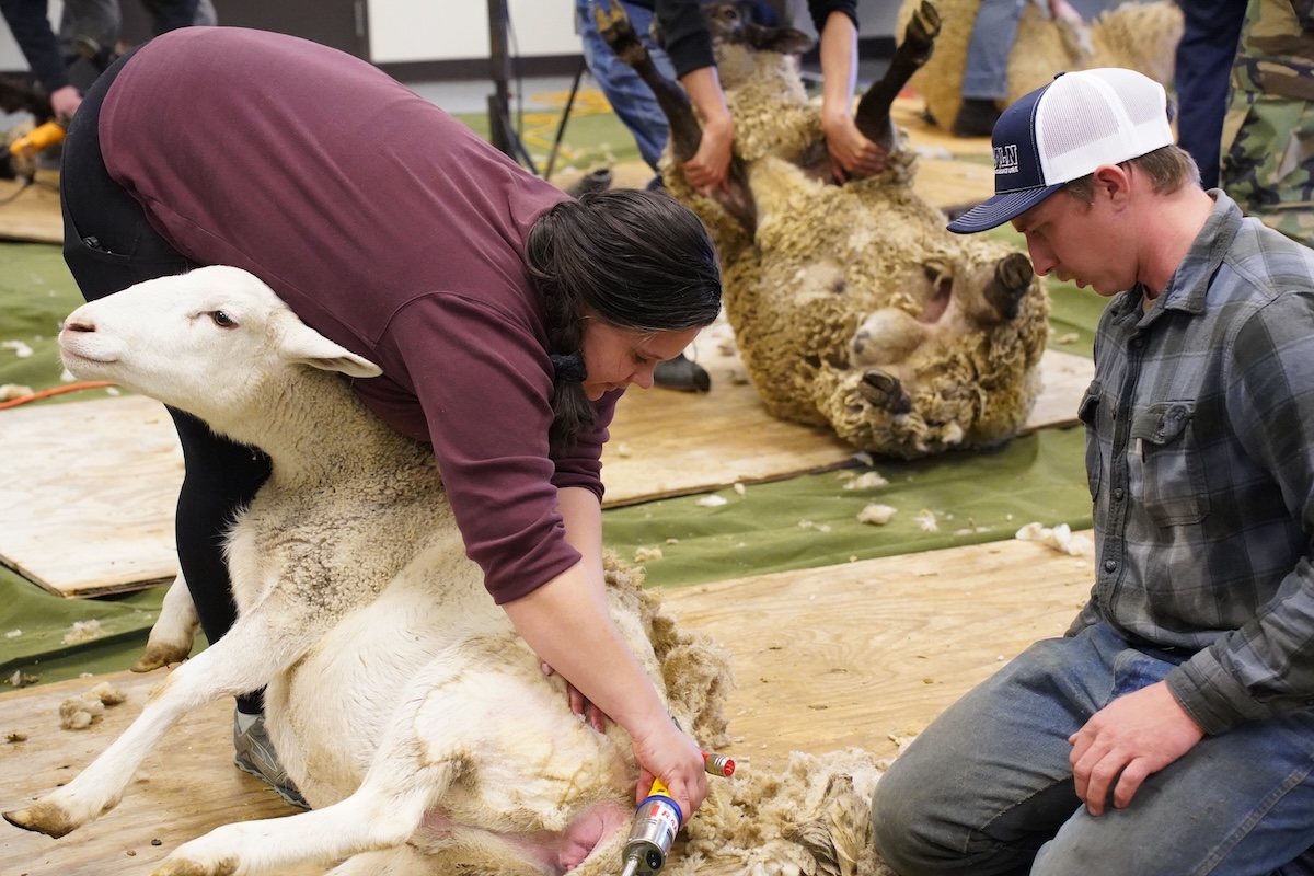 A participant practices shearing a sheep, focusing on technique and precision, during Lincoln University’s Sheep Shearing School.