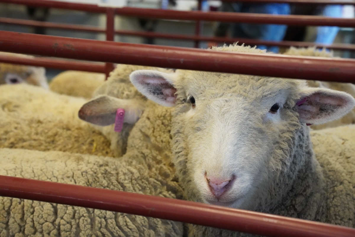 A fluffy sheep with a calm expression stands at Lincoln University’s Sheep Shearing School, with its wool thick before shearing.