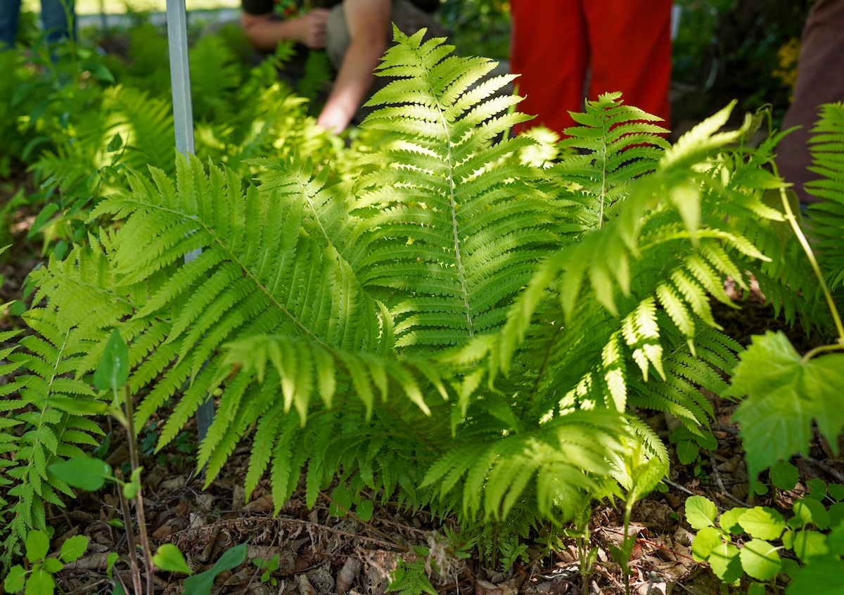 An ostrich fern growing in a garden bed at the Specialty Crops Program Finca EcoFarm at Lincoln University.