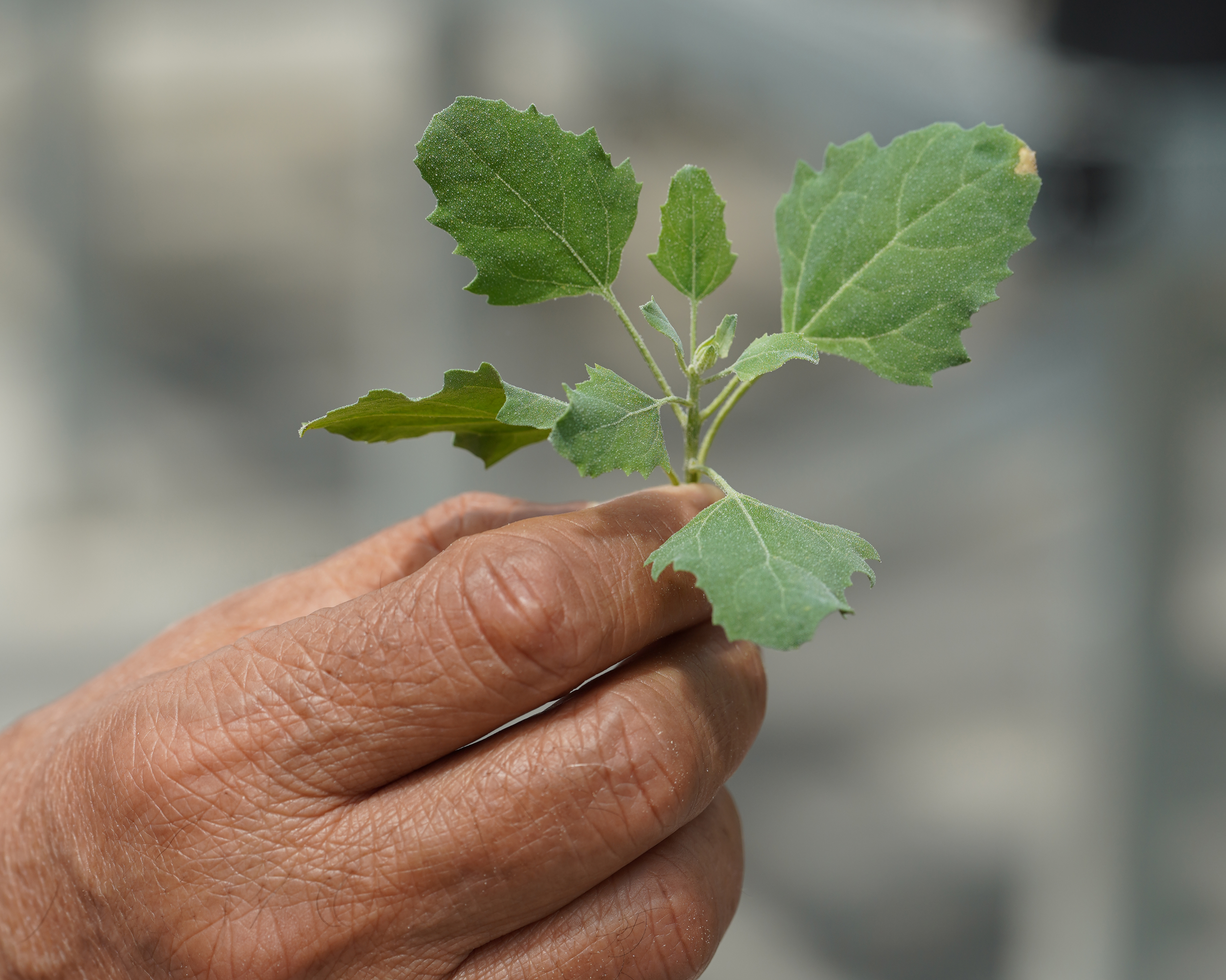 A close-up of quinoa leaves grown at Lincoln University highlights their rich green color and edible texture.