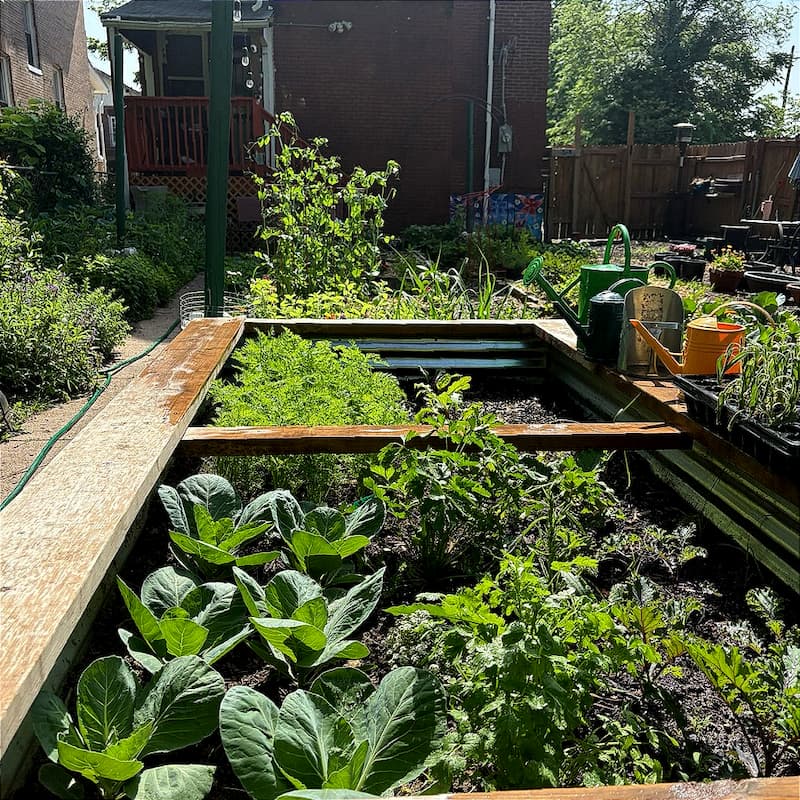 A vibrant garden bed at one of the Growing Food, Growing People sites in St. Louis — a strong example of urban gardening in action.