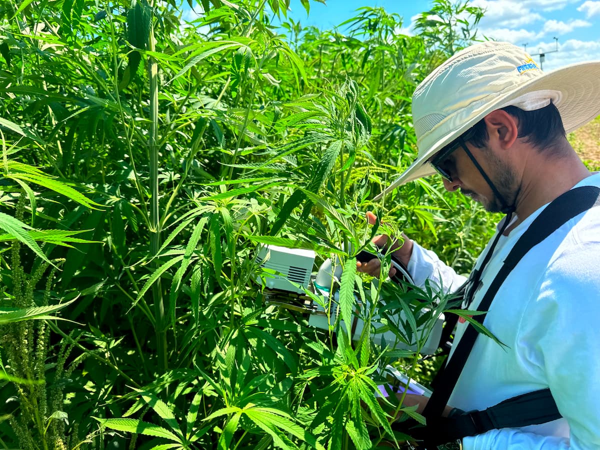 Prabesh Koirala collects physiological data from industrial hemp plants as part of his carbon dynamics research at Lincoln University’s Carver Farm.