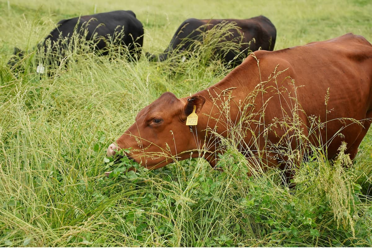 Cattle graze a field to demonstrate the impact of grazing on pastures.