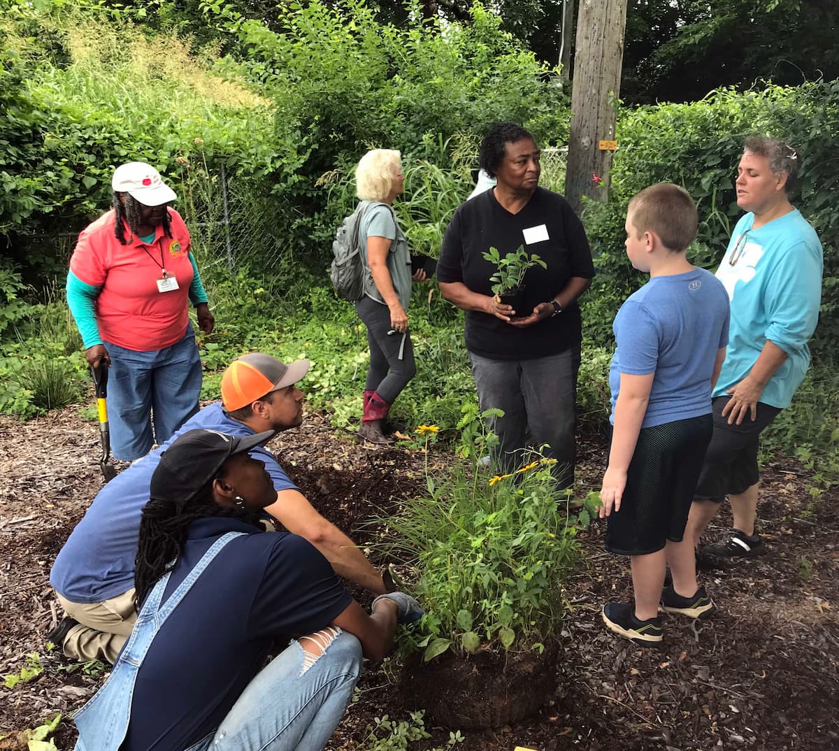Several people crouch in a garden bed around an uprooted plant. 