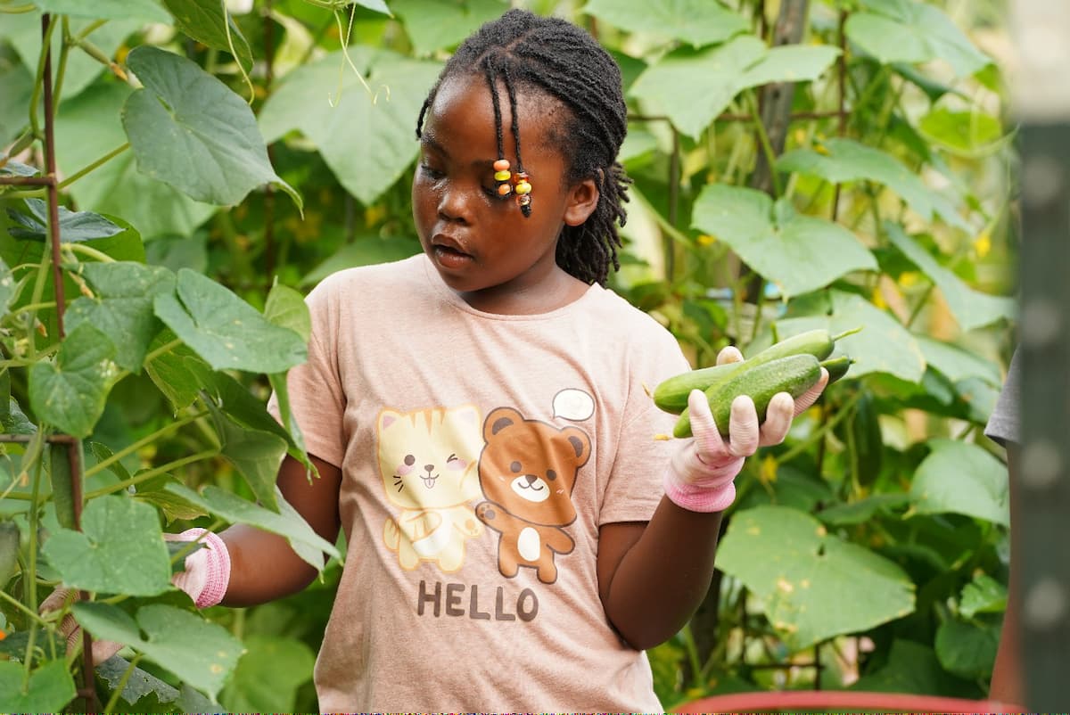 A Garden ‘n Grow student harvests cucumbers she has been tending over the summer.