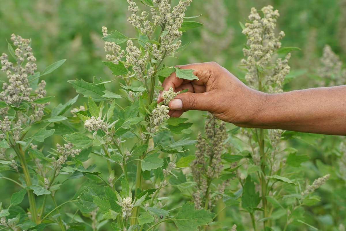 Lincoln University of Missouri is leading the nation in quinoa research, identifying viable strains and developing new harvesting techniques. 