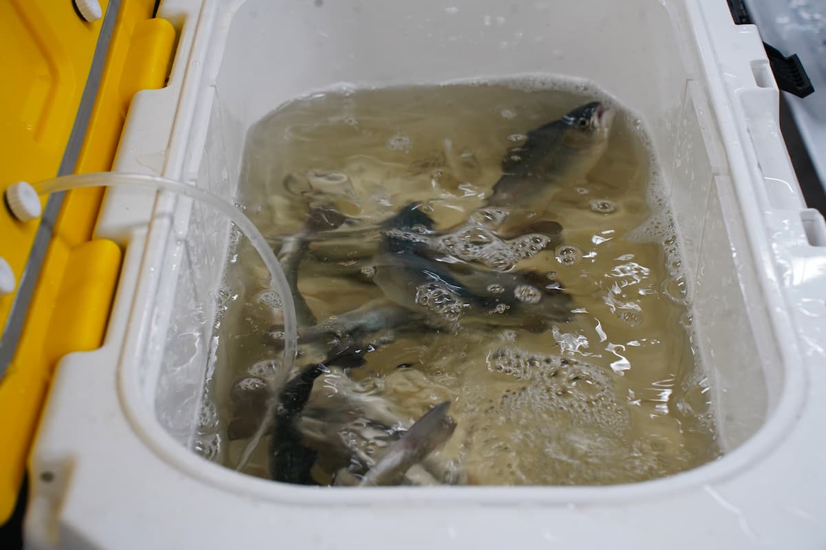 Several fish swim in a cooler full of water.
