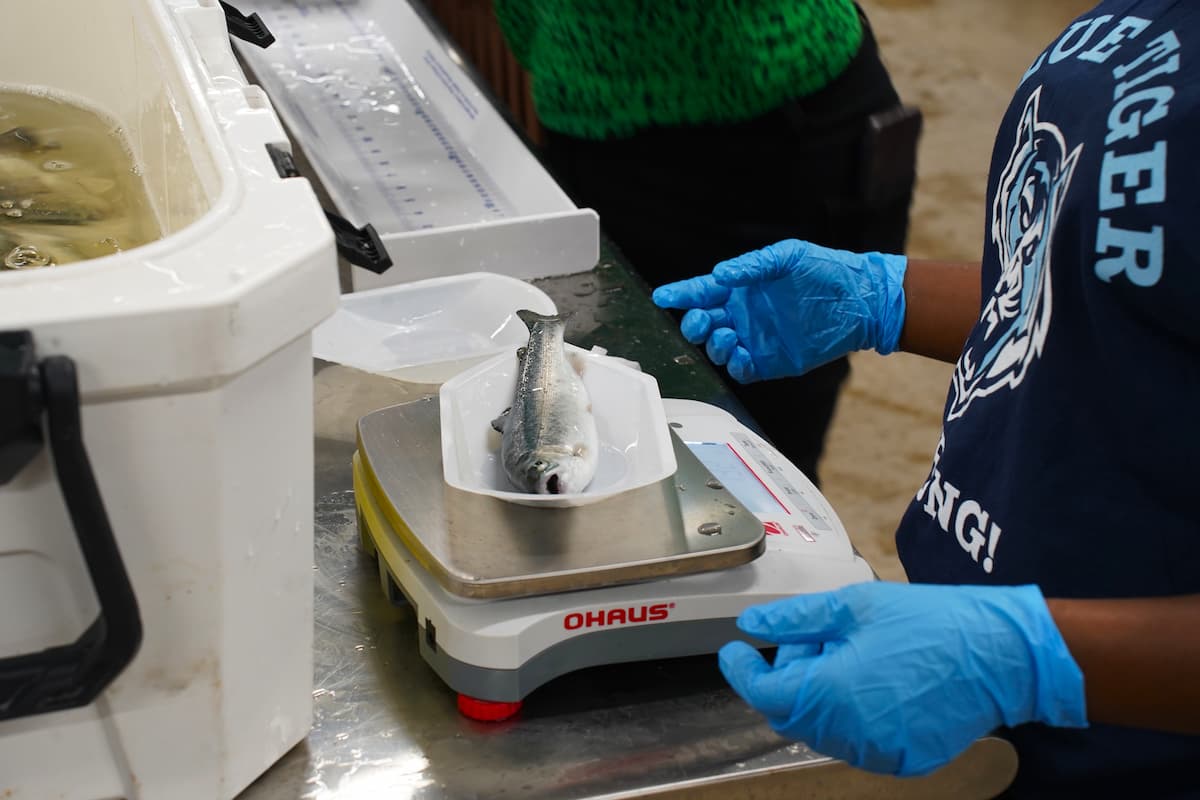 A fish sits in a tray on a small scale.