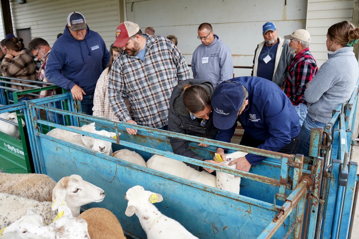 Participants learn to check sheep for amenia by examining eyelid color during a FAMACHA scoring demonstration at Lincoln University’s Small Ruminant Practical Course.