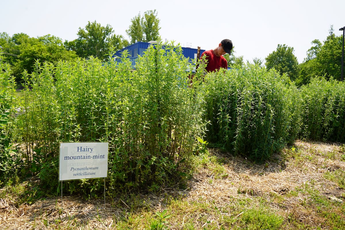 Summer-seasonal photo of hairy mountain mint at LUCE’s Finca EcoFarm, an educational hub for the Native and Specialty Crops Program. 