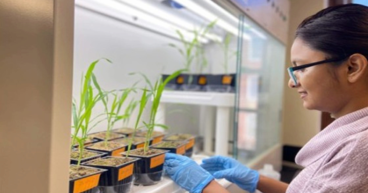 A young woman wearing latex gloves handles plants in an indoor greenhouse lab.