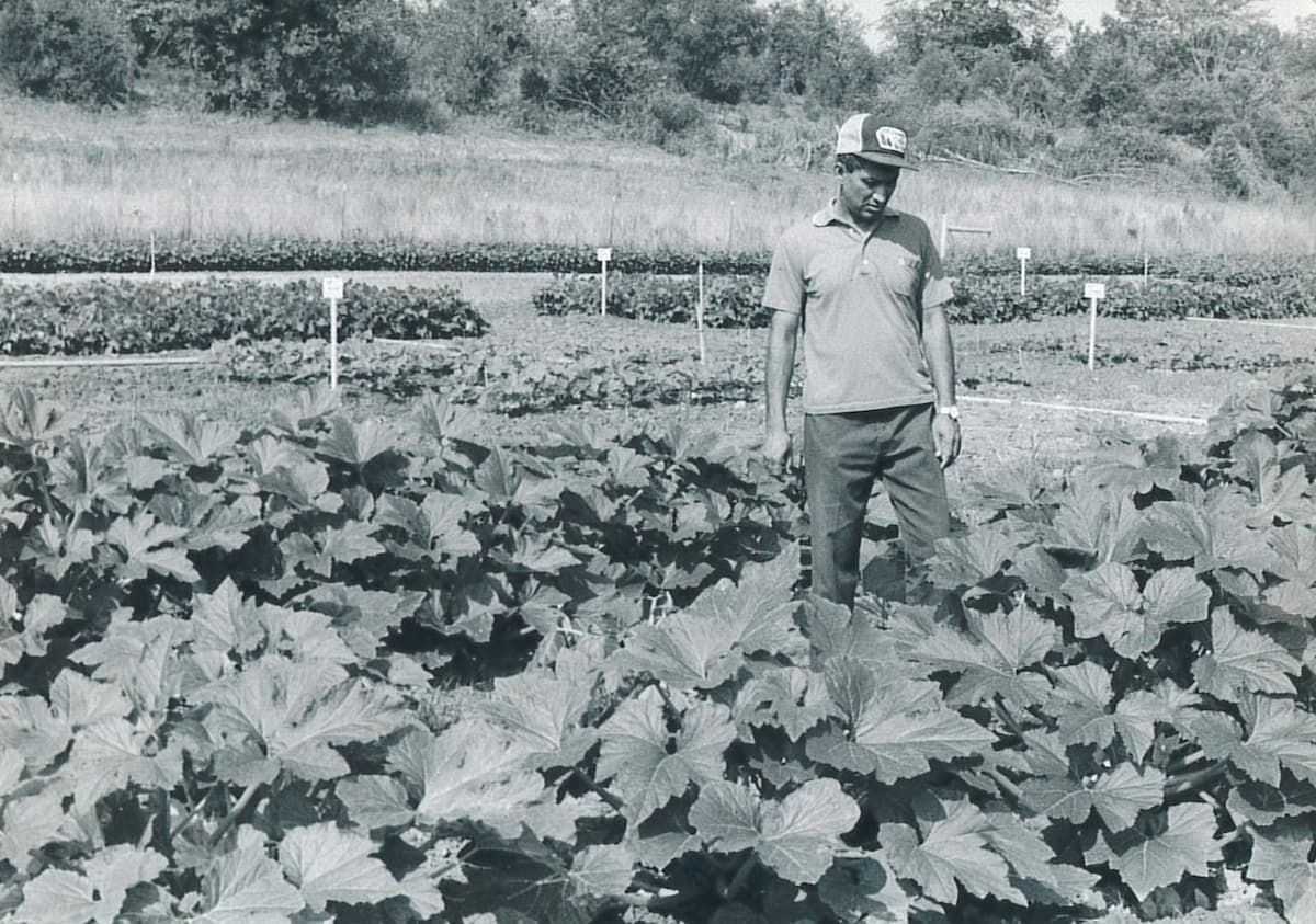Archival photo of a Lincoln University Cooperative Extension field demonstration.