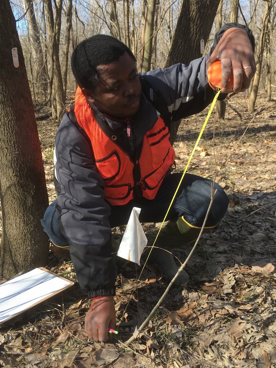 A man crouches in the woods, measuring a small plant.
