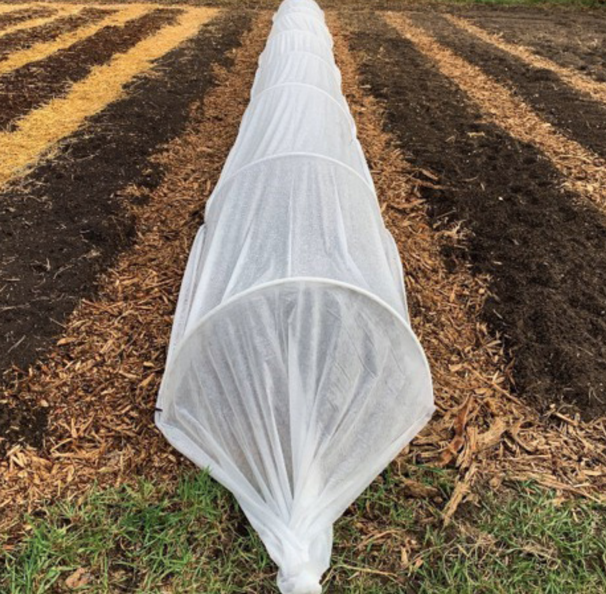 White row cover fabric supported by hoops forming a low tunnel over a planted field row.