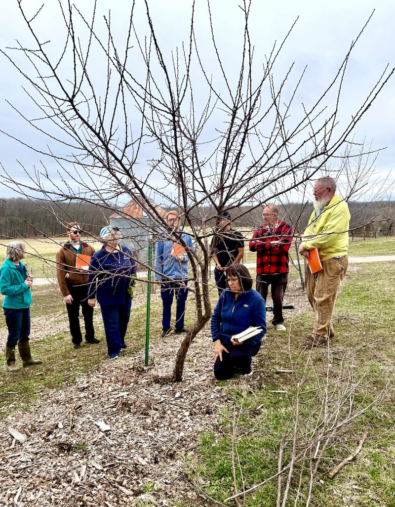 Participants stand around a freshly pruned native plum tree with a more open, balanced branch structure after the workshop demonstration.