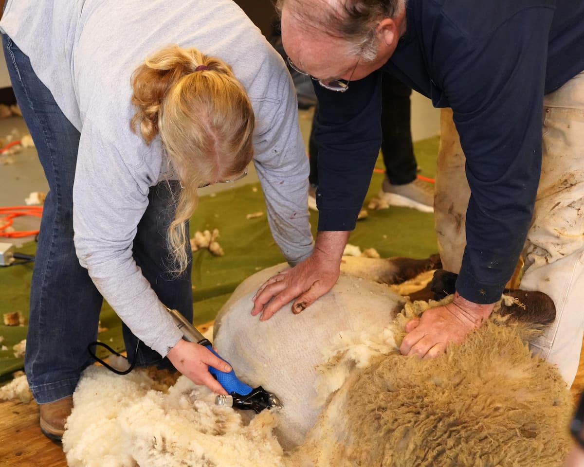 Two people shearing a sheep indoors, with one person using electric clippers to remove wool while the other holds the sheep steady. Wool is scattered on the floor, and the sheep's fleece is partially removed, revealing smooth skin underneath.