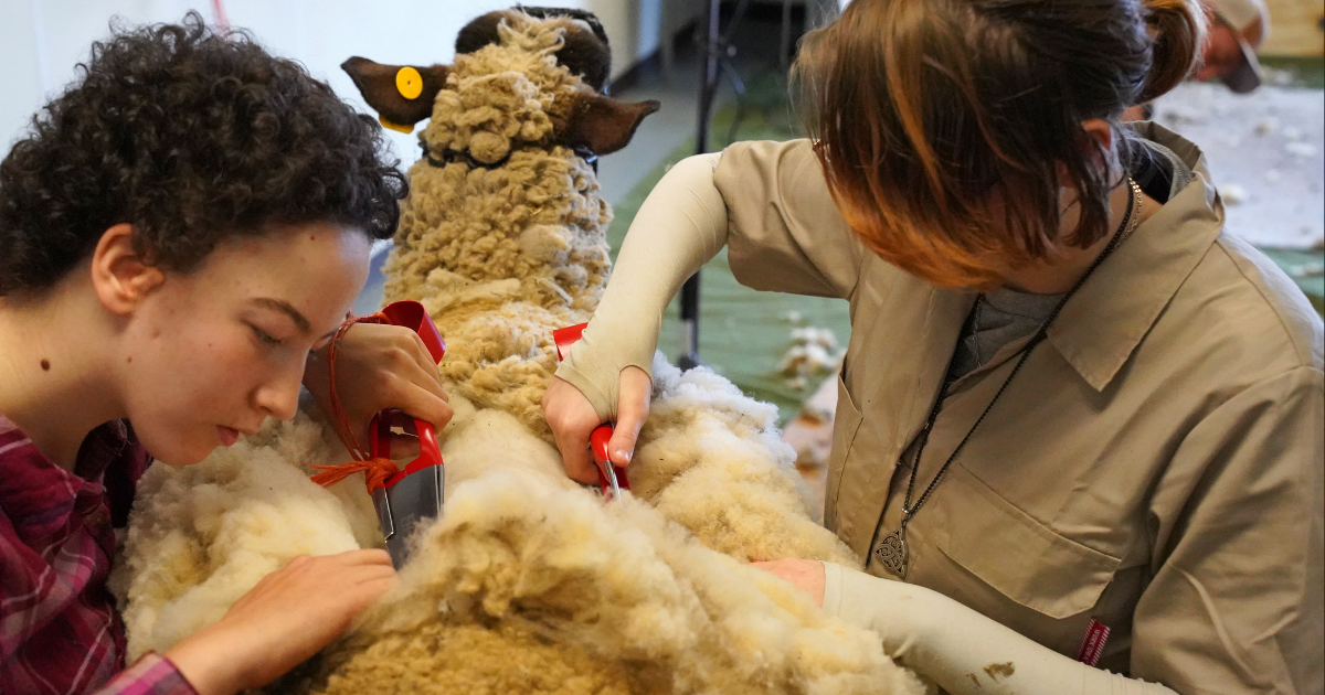 Two people shearing a sheep indoors, using hand-shears. 
