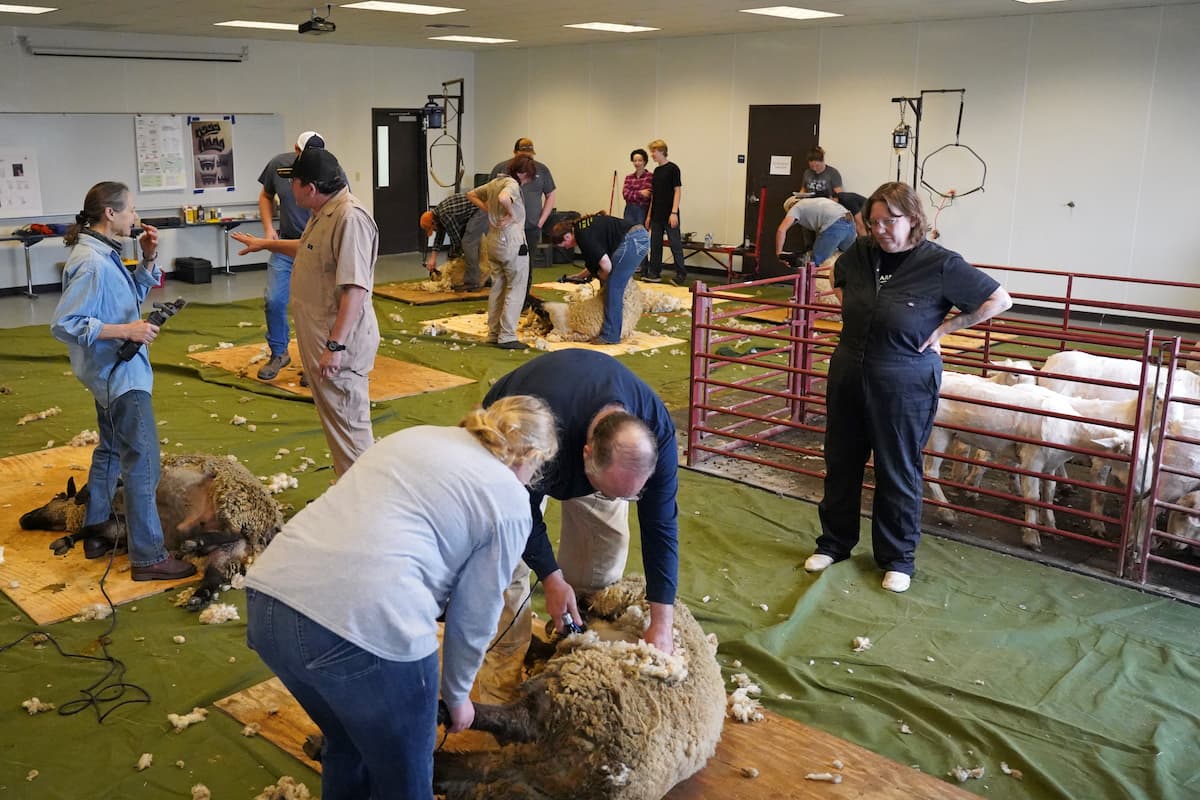 An indoor sheep shearing event with multiple people actively shearing wool from sheep on wood mats. The scene includes fenced pens holding sheep, scattered wool on the floor and participants using electric clippers.