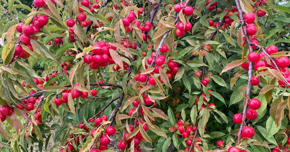 Branches of a wild plum tree filled with small red fruits among green foliage at LU.