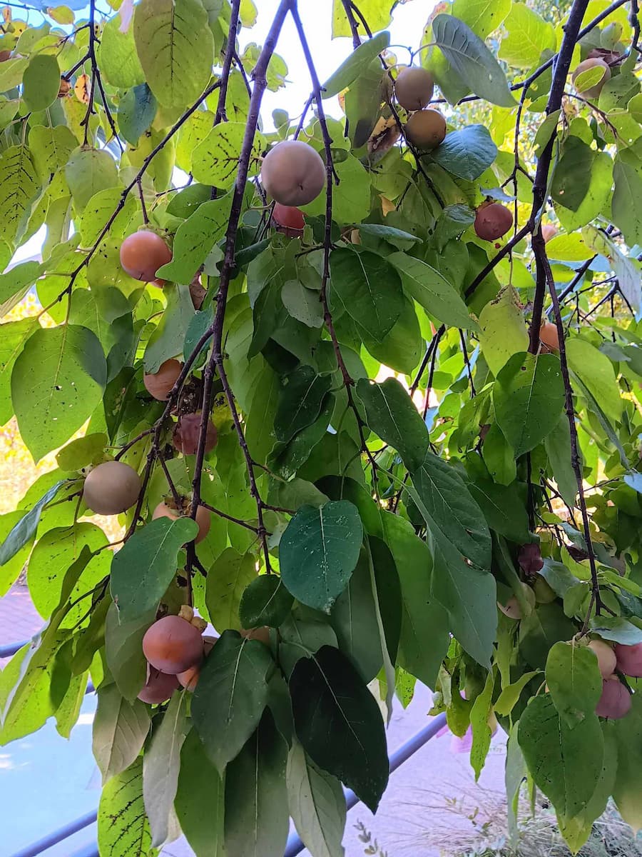 Persimmons hanging from tree branches with green leaves on the Lincoln University campus.