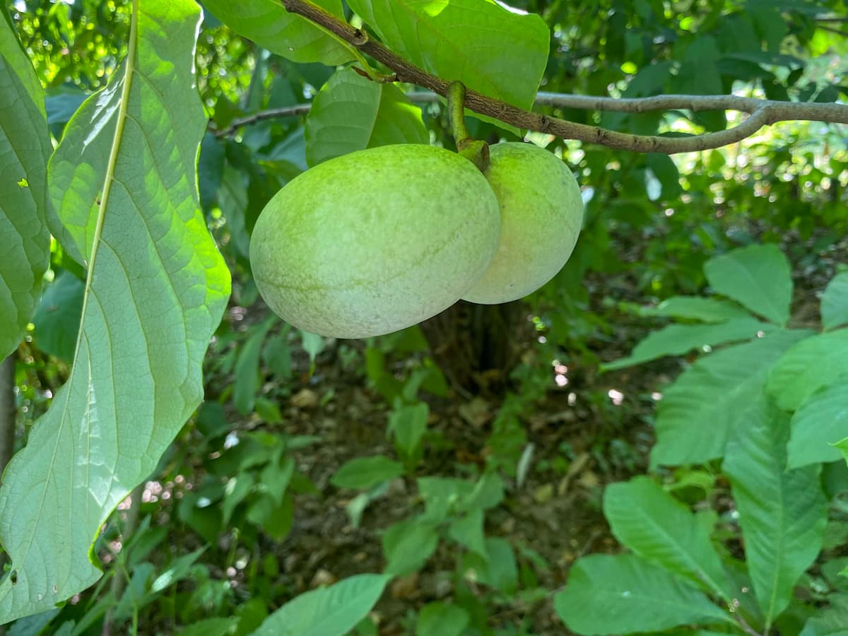 Green pawpaw fruits growing on a tree branch with surrounding foliage.