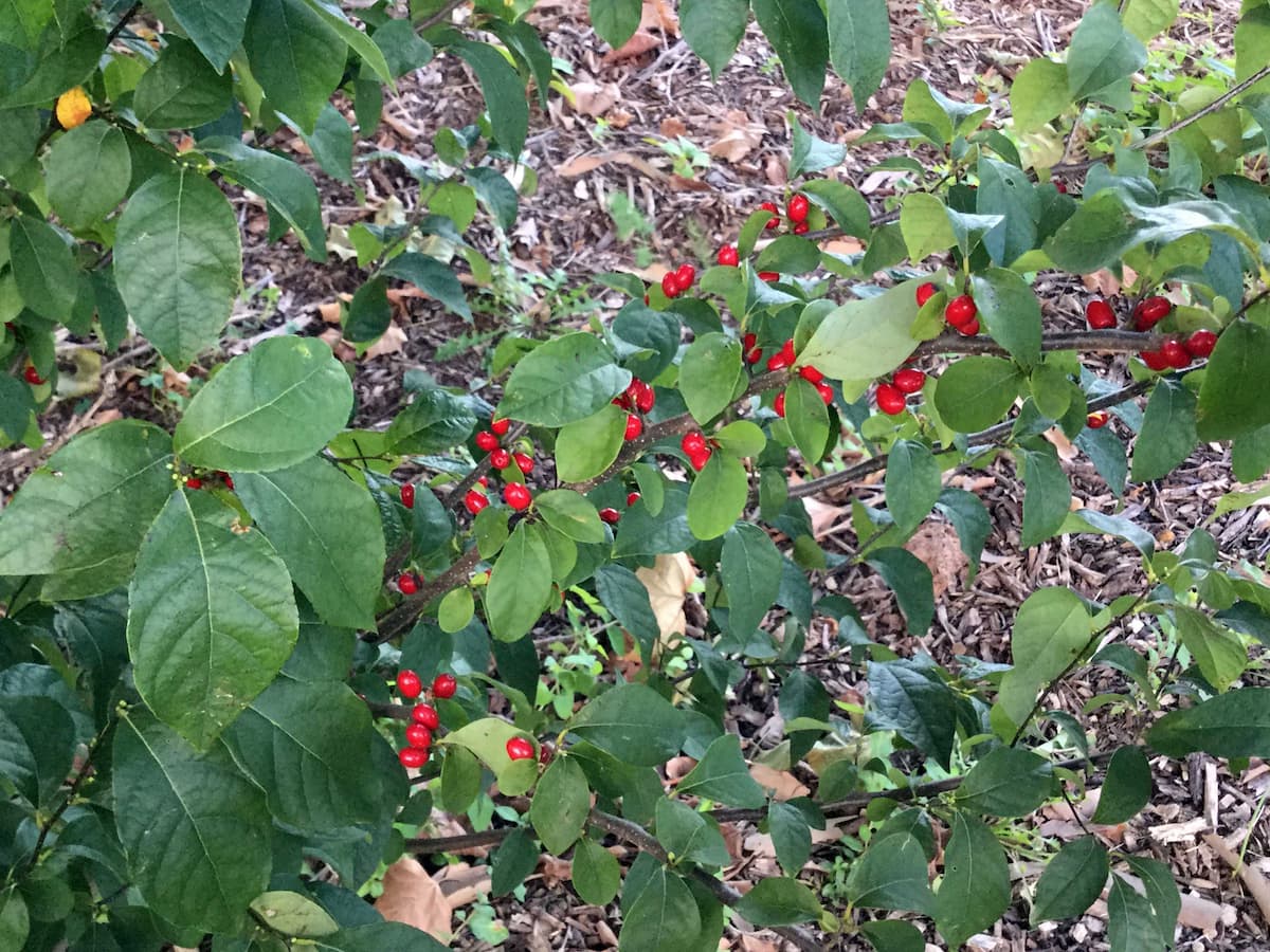 Red spicebush berries growing along thin branches with green leaves.