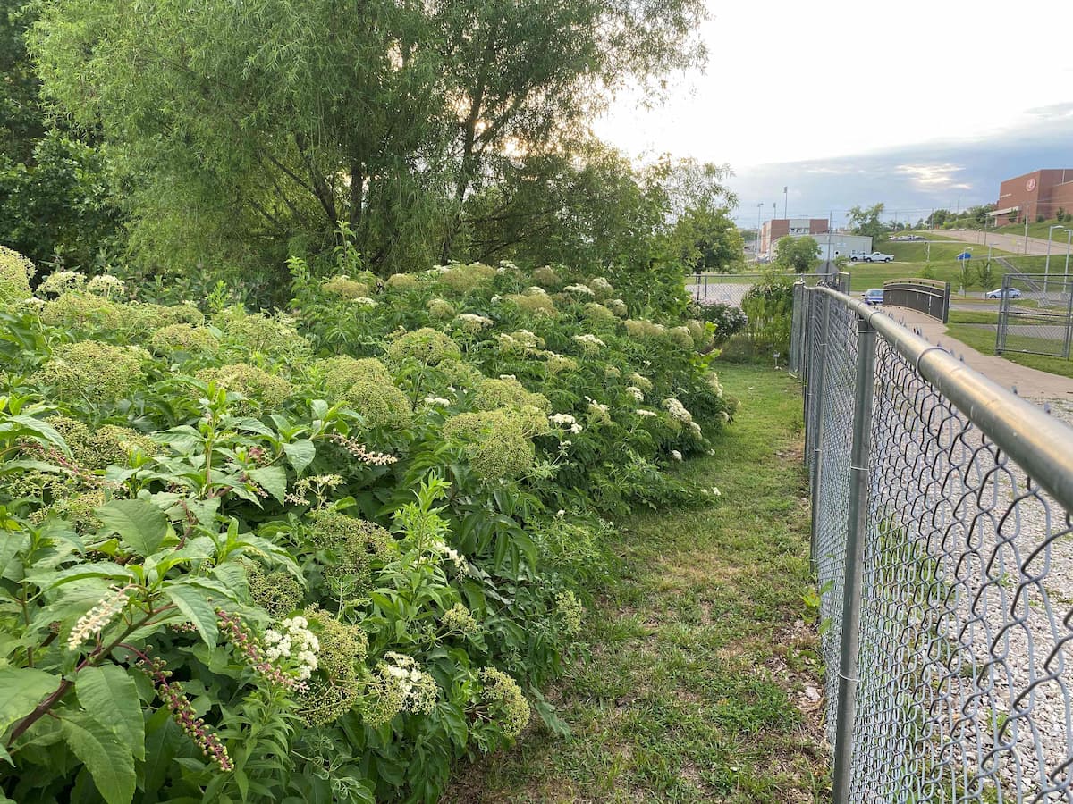 A dense row of elderberry plants growing along a fence line with green foliage and clusters of flowers.
