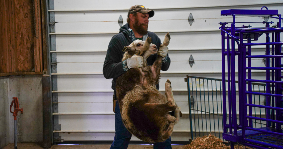 A person wearing gloves and a cap carrying a large ram. 