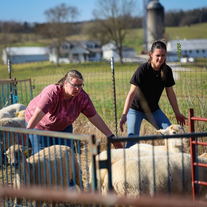 Two women leaning forward with their arms outstretched in a pasture with sheep.