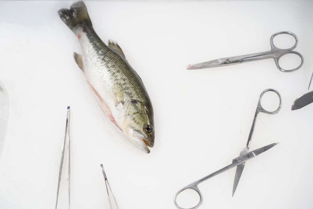 Largemouth bass lies on a white lab surface beside scissors, forceps and other tools used for fish sample collection.