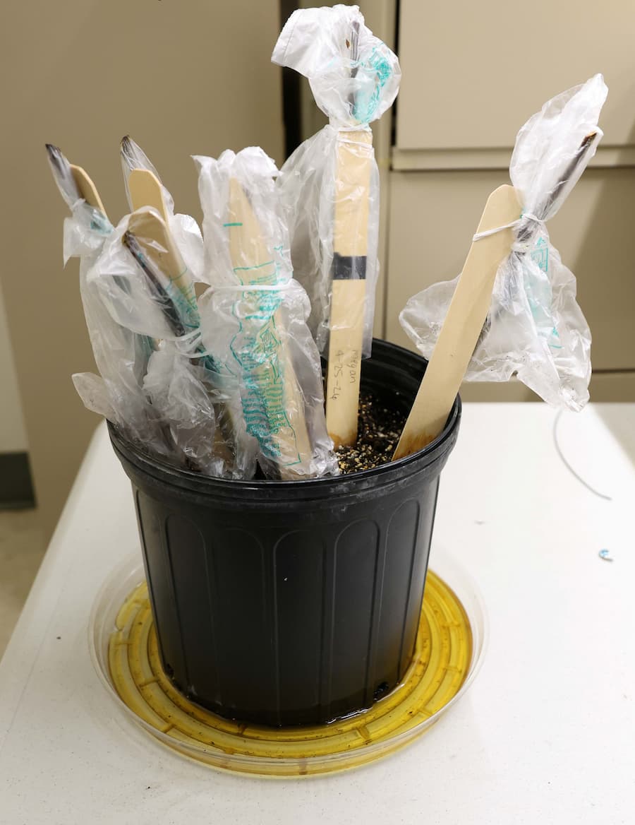 A black plastic pot containing multiple wooden grafting sticks wrapped in plastic and secured in soil.