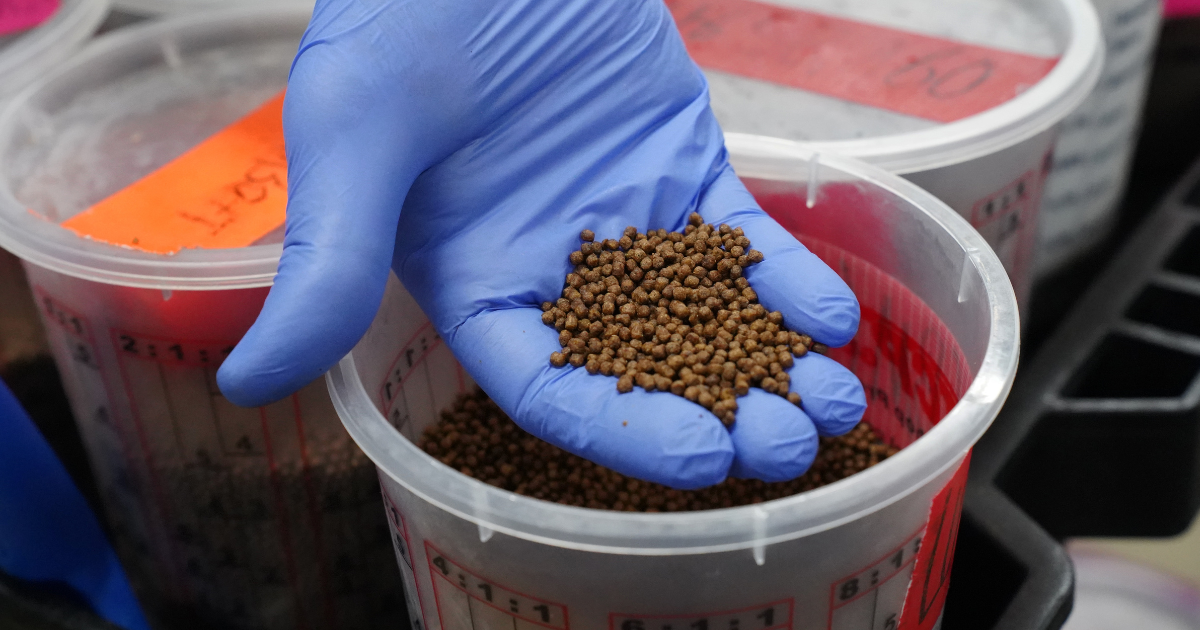 Close-up of a gloved hand holding small brown fish feed pellets above labeled containers in a laboratory setting.