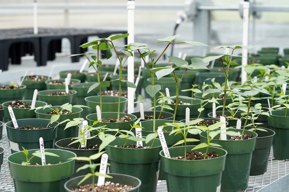 Multiple green plastic pots containing small plants with white labels arranged on a metal mesh table. 