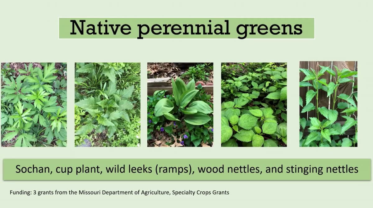 Webinar slide titled “Native perennial greens” with photos of sochan, cup plant, wild leeks, wood nettles and stinging nettles.