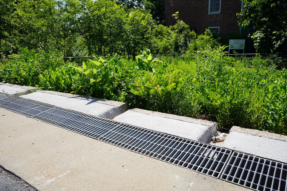 Openings in a concrete curb beside a parking lot lead into a dense native plant garden at LU’s Native Plant Outdoor Laboratory.