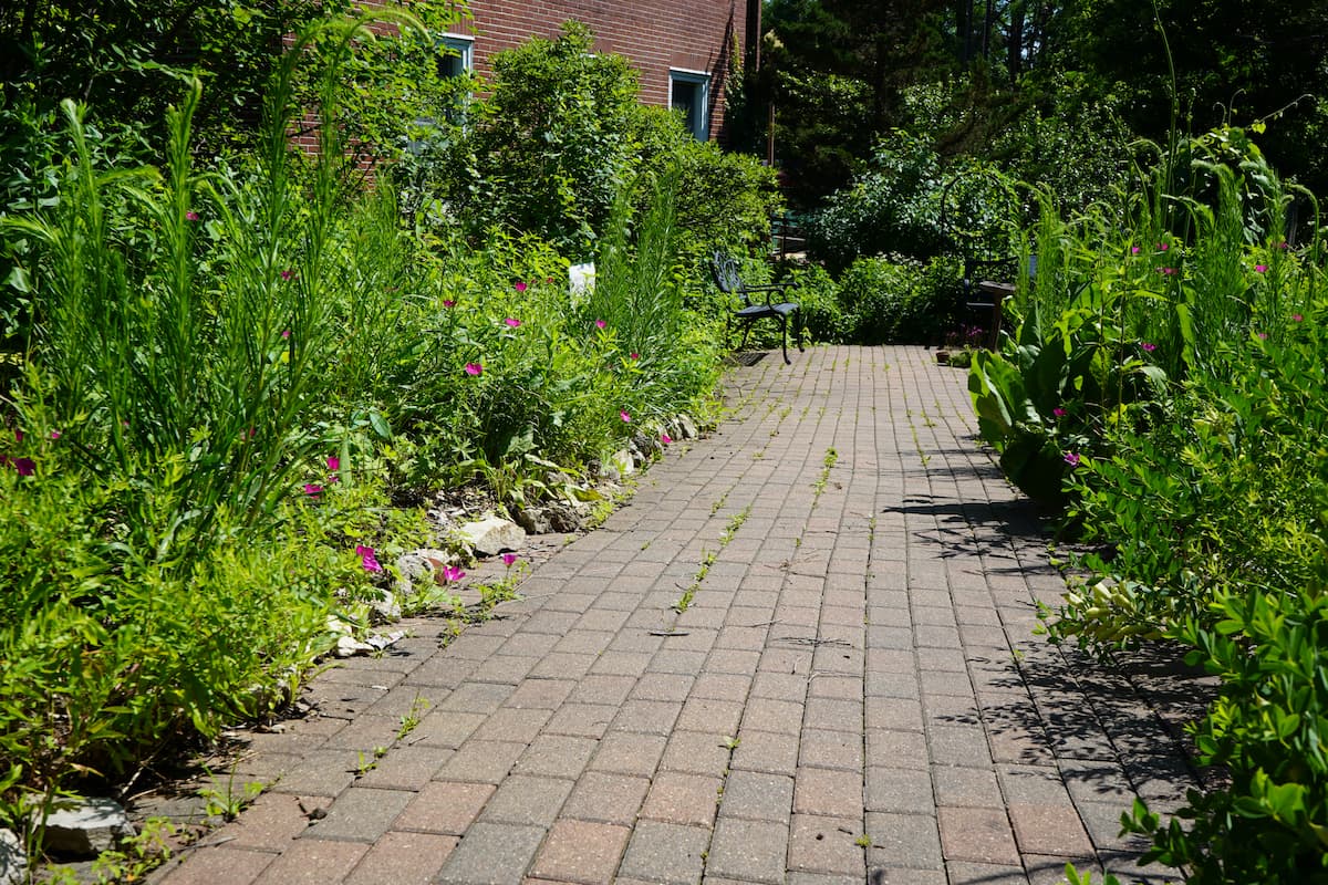 A permeable paved walkway runs through dense native plantings toward a rain garden at LU’s Native Plant Outdoor Laboratory.
