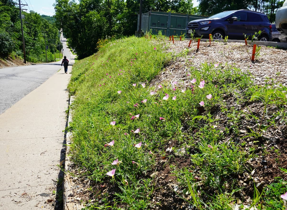 Native flowers and grasses grow on a slope beside a sidewalk and parking lot near Foster Hall at LU.