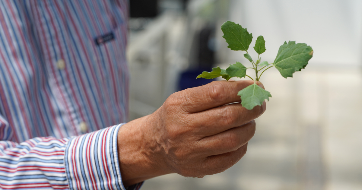 A close-up of a person holding fresh green quinoa leaves during agricultural research at Lincoln University of Missouri.