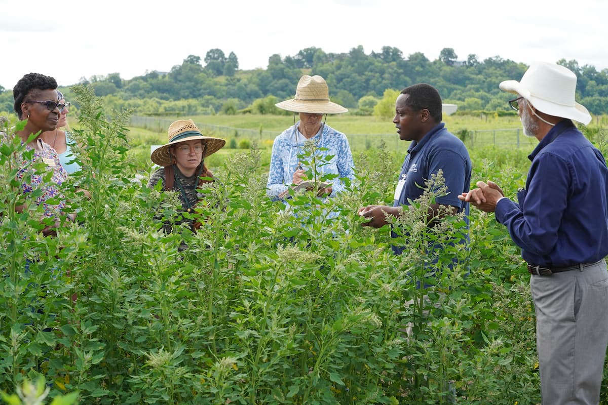 Participants stand among tall quinoa plants during a field demonstration at LU’s Quinoa Field Day in 2025. 