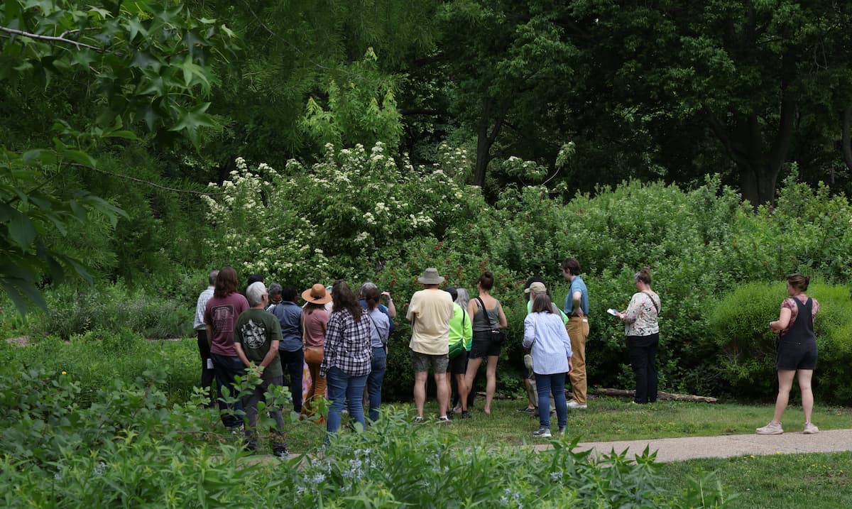A group of about 20 people stand looking at flowering bushes.
