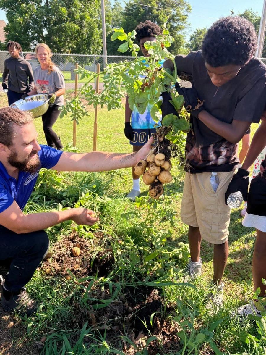 A group of people harvesting potatoes in a garden, with one person holding a potato plant with multiple potatoes attached. 