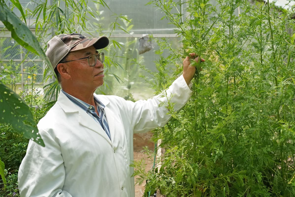 Tumen Wuliji, wearing a white lab coat, examines tall green plants inside a greenhouse.