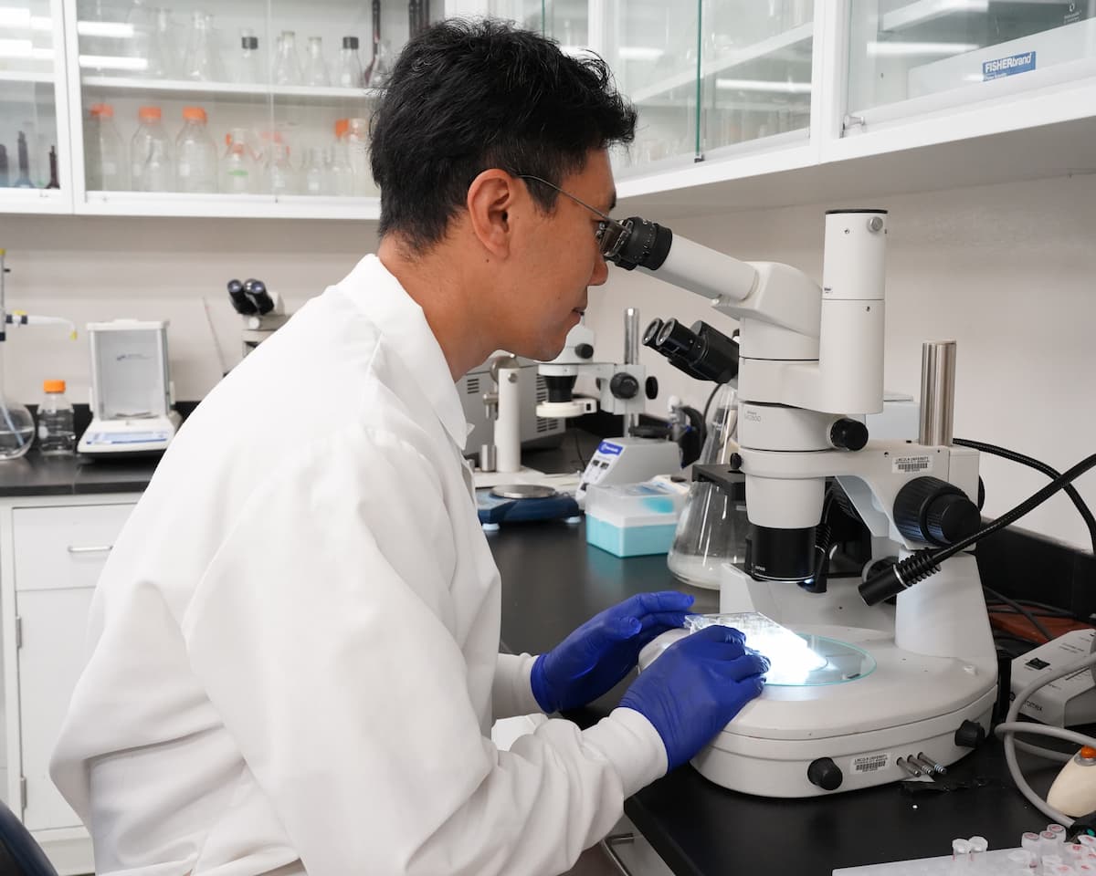 Chao Ke, wearing a white lab coat and blue gloves, examines samples through a microscope in an LU laboratory.
