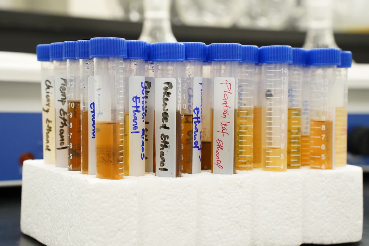 Labeled test tubes containing amber-colored plant samples sit in a white rack in a laboratory.