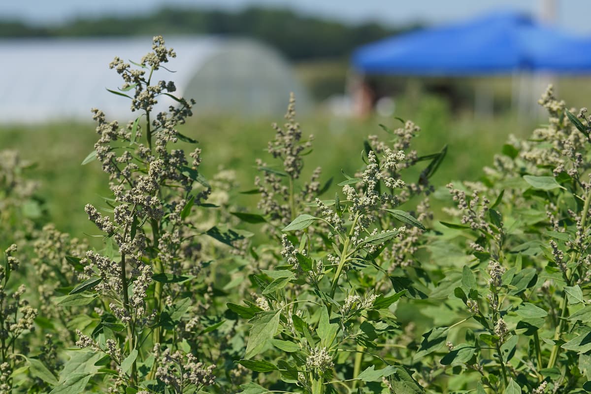 Close-up of green quinoa plants with pale flowering seed heads in a research plot.