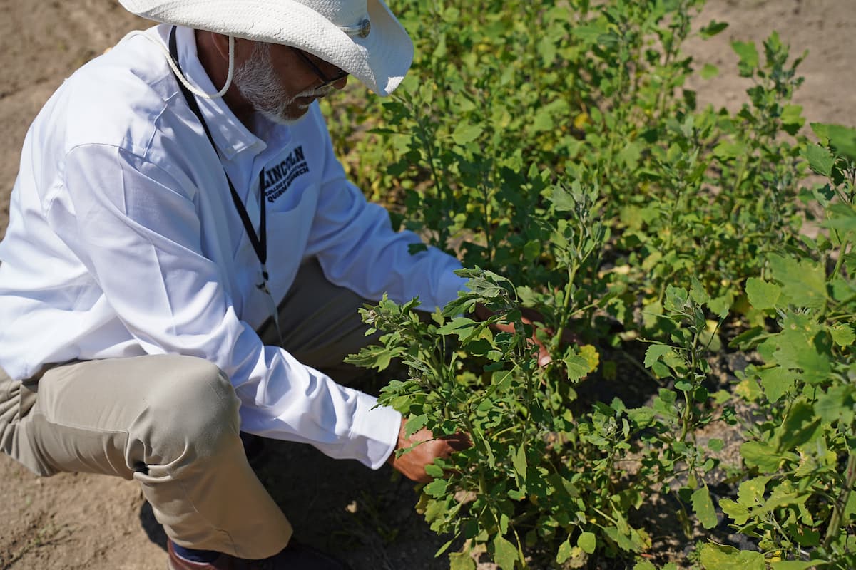 Safiullah Pathan crouches in a research plot and examines quinoa plants.